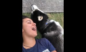 Vocal husky sings along with her owner