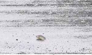 Q: Why did the fish cross the road? A: To get to the other pond