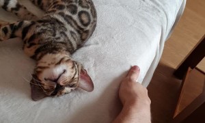 Kitty Trains Her Human