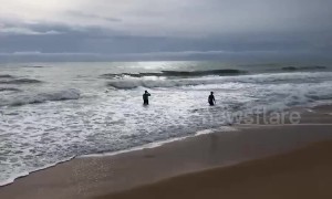 Beached dolphin rescued after struggling to swim in Thai shallow waters