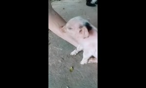 Newborn piglet naps on elder woman's arm in Vietnam