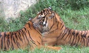 Sumatran tiger becomes a tough stud at Indonesian zoo despite its limp