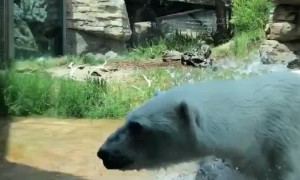 Polar Bear Catches Duck that Flew into Enclosure