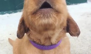 Adorable Puppy is Hangry