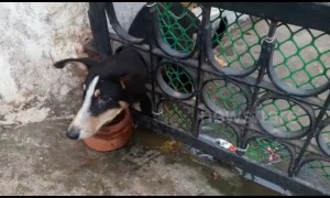 Indian firemen rescue puppy with head stuck in iron gate