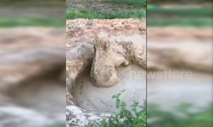 Baby elephant gets stuck in 2-metre-deep mud hole in China