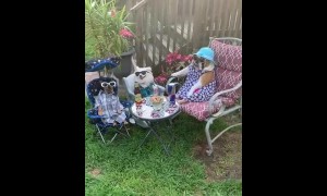 Dogs hold drinks party to enjoy hot weather in New Jersey