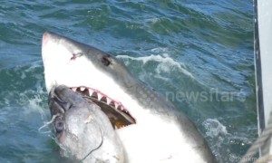 Watch slo-mo footage of a great white shark latching onto a tuna head and ripping it apart