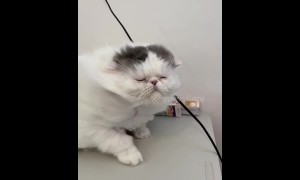 Relaxed to the max! Persian cat gets a blow-dry
