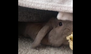 Rabbit emerges from hiding spot to snack on banana