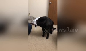 Dog in a bonnet not impressed as US owner left in hysterics