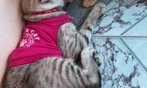 Clothed Kitties Keeping Clean