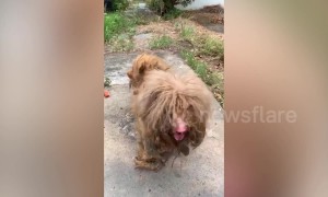 Heartwarming moment neglected pooch with dreadlocked fur receives a haircut