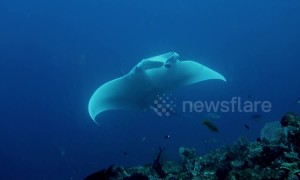 Incredibly rare white manta ray is mesmerizing