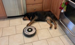 Rottweiler Refuses to Move for Robot