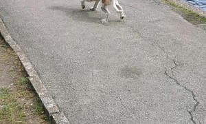 Excited Cocker Spaniel has Fainting Goat Syndrome