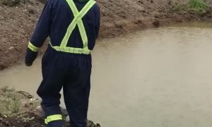 Professional Bird Scarer