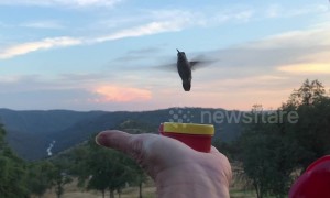 US woman feeds hummingbirds out of the palm of her hand