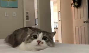 Precious Kitty is Ready to Pounce