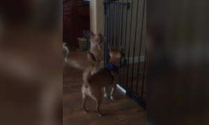 Dog Knows how to Open Gate