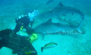 Shark bites another shark over feeding territory off Florida's coast