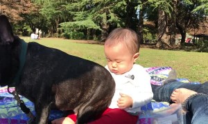 Dog Finds Proper Place to Sit