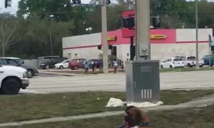 Dad and Dog Go Driving Around