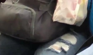 Cool Dog Rides the Train