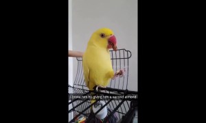 Bird.exe has stopped responding: parrot is utterly shook by second treat in New Zealand