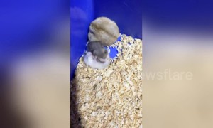 Unfazed hamster rests in corner while two baby rodents fight intensively beside it