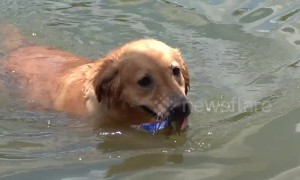 Golden retriever helps to collect rubbish floating in Thai river