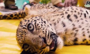 Moment when leopard cub returns to the wild after miraculous paralysis recovery