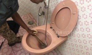 Spectacled cobra rescued from toilet bowl in southern India
