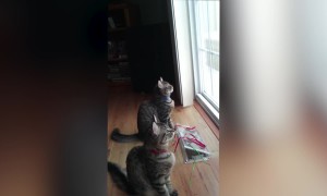 Cute Kitties Chirp at Birds