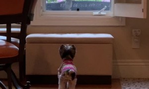 Pup Stalks Its Squirrel Prey