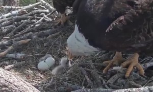 Rare footage of bald eagle eggs hatching
