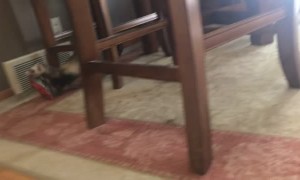 Ferret Makes Off with Food