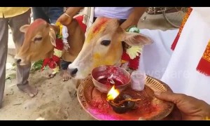 Widow holds strange 'calf wedding' in central India to bring peace to dead husband