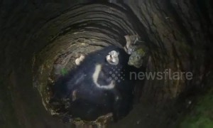 Wild bear rescued from 30-foot-deep well after injuring four villagers in eastern India