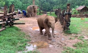Clumsy baby elephant chases barking dog only to slip over and run away