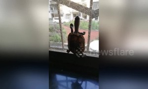 'Spider-tortoise' attempts to climb up window screen in China