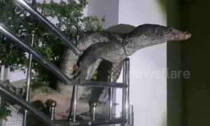 Hapless monitor lizard rescued after getting stuck 'spread-eagle' climbing gate