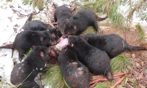 Tasmanian Devils Spend Time in Snow