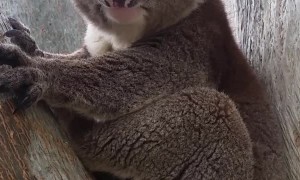 Mating Call Has Koala Choked Up