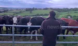 Herd of curious cows flock over and quietly listen to man singing Irish folk ballad