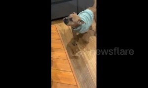 'Dave what have you done?!' Dog breaks into house and poops on the sofa