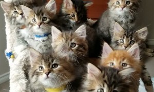 Captive Audience of Kitties