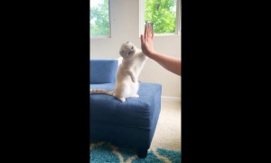 Cool 2-year-old cat gives high fives to his US owner
