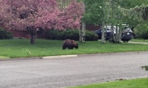 Bear Spotted in Bozeman