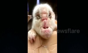 Piglet born with 'elephant-like' face in southwestern China